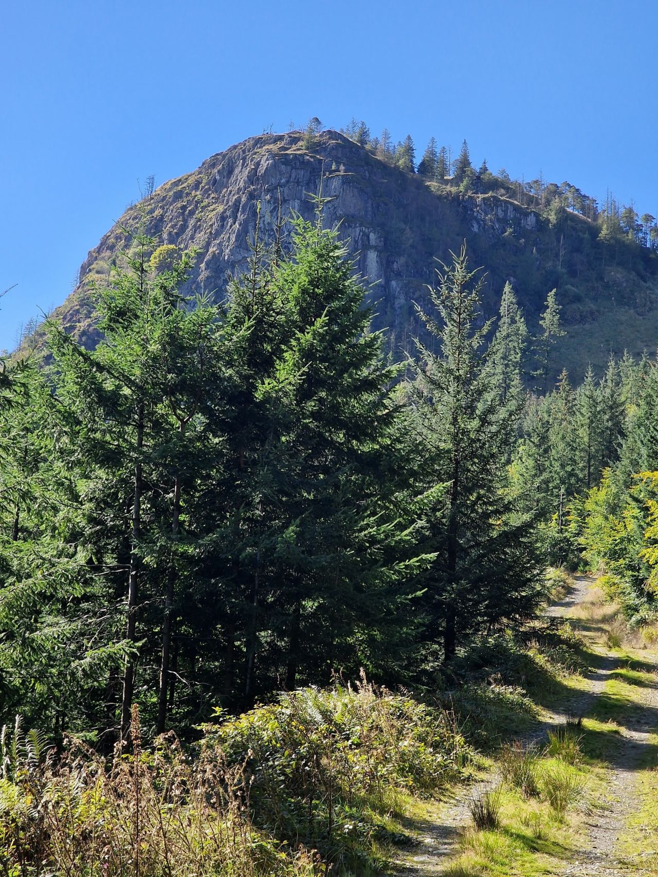 Rocky Raven Crag towering over a forested path, surrounded by tall evergreen trees, with a clear blue sky in the background.