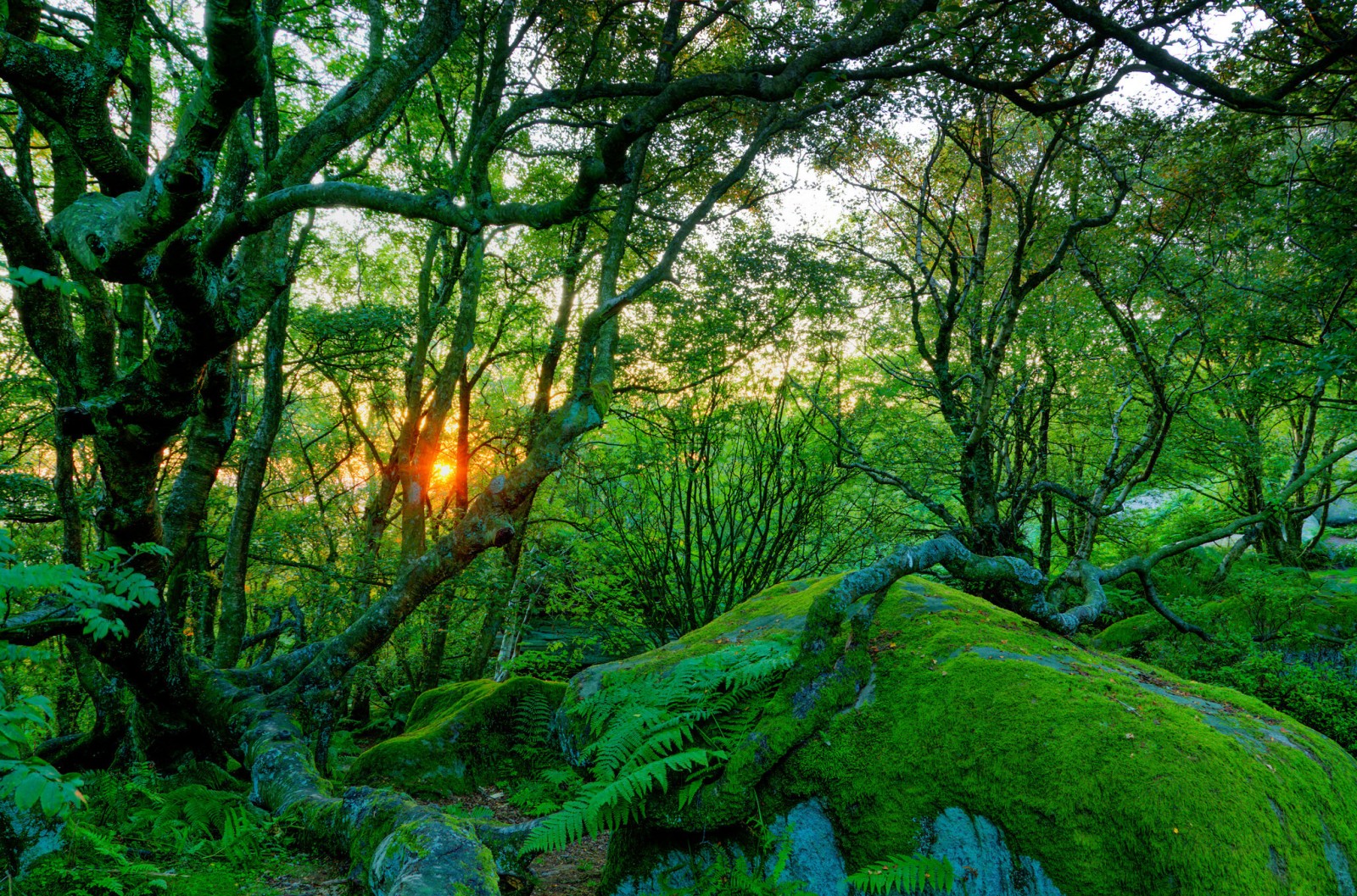 Brimham Rocks Wilderness