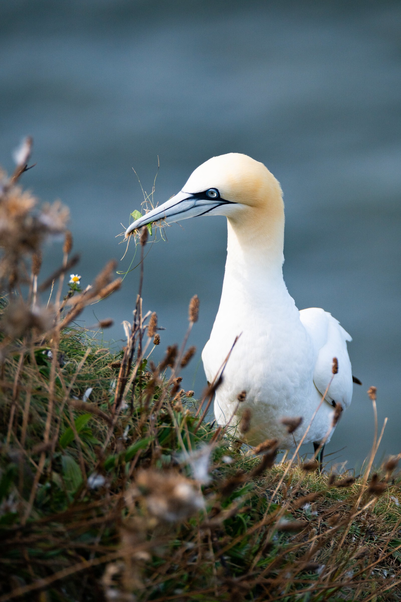 Busy Gannet | RSPB Bempton Cliffs