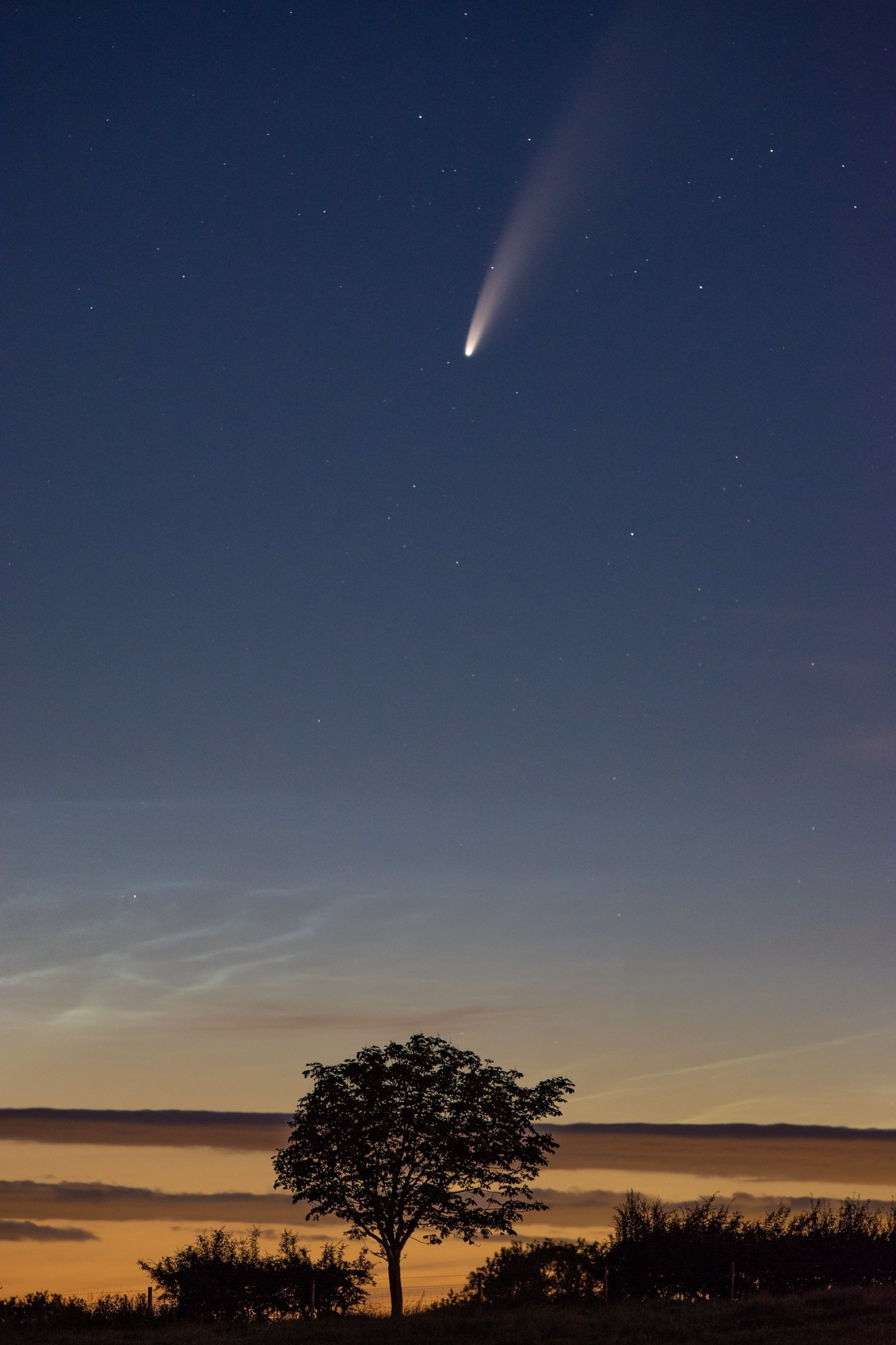 This photo captures Comet NEOWISE streaking through the early dawn sky, with its bright tail visible above. A lone tree is silhouetted against the horizon, and delicate noctilucent clouds glow softly in the background.