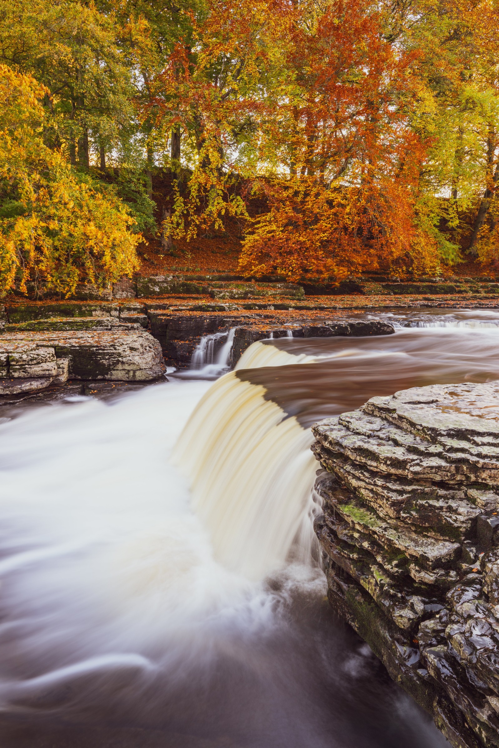 A photo of Aysgarth Falls in autumn, featuring cascading water over layered rocks with a backdrop of vibrant orange, yellow, and green foliage.