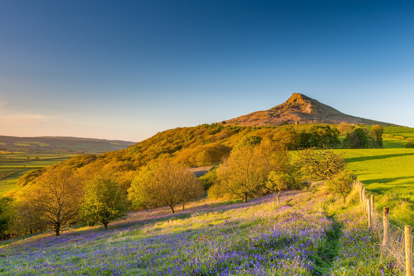 Roseberry Topping Bluebells