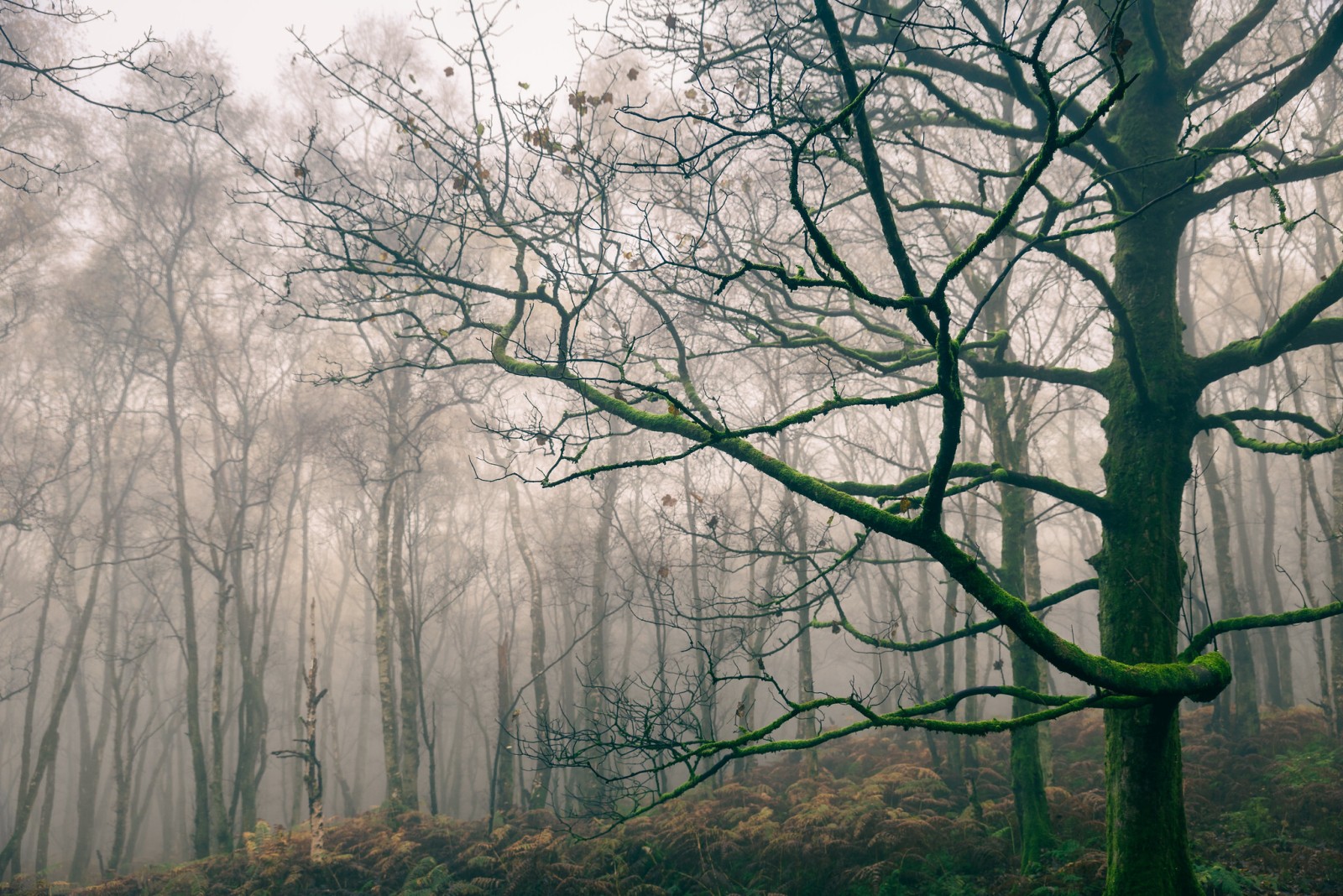 Numb in this carbon process - Nidderdale