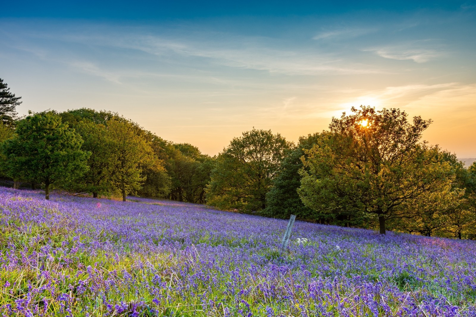 Roseberry Bluebells