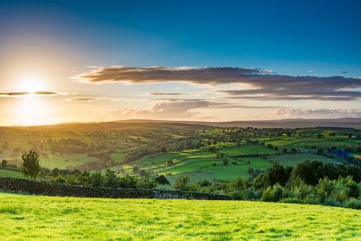 Golden Yorkshire