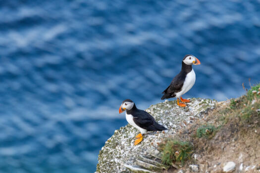 Puffins at Flamborough Head